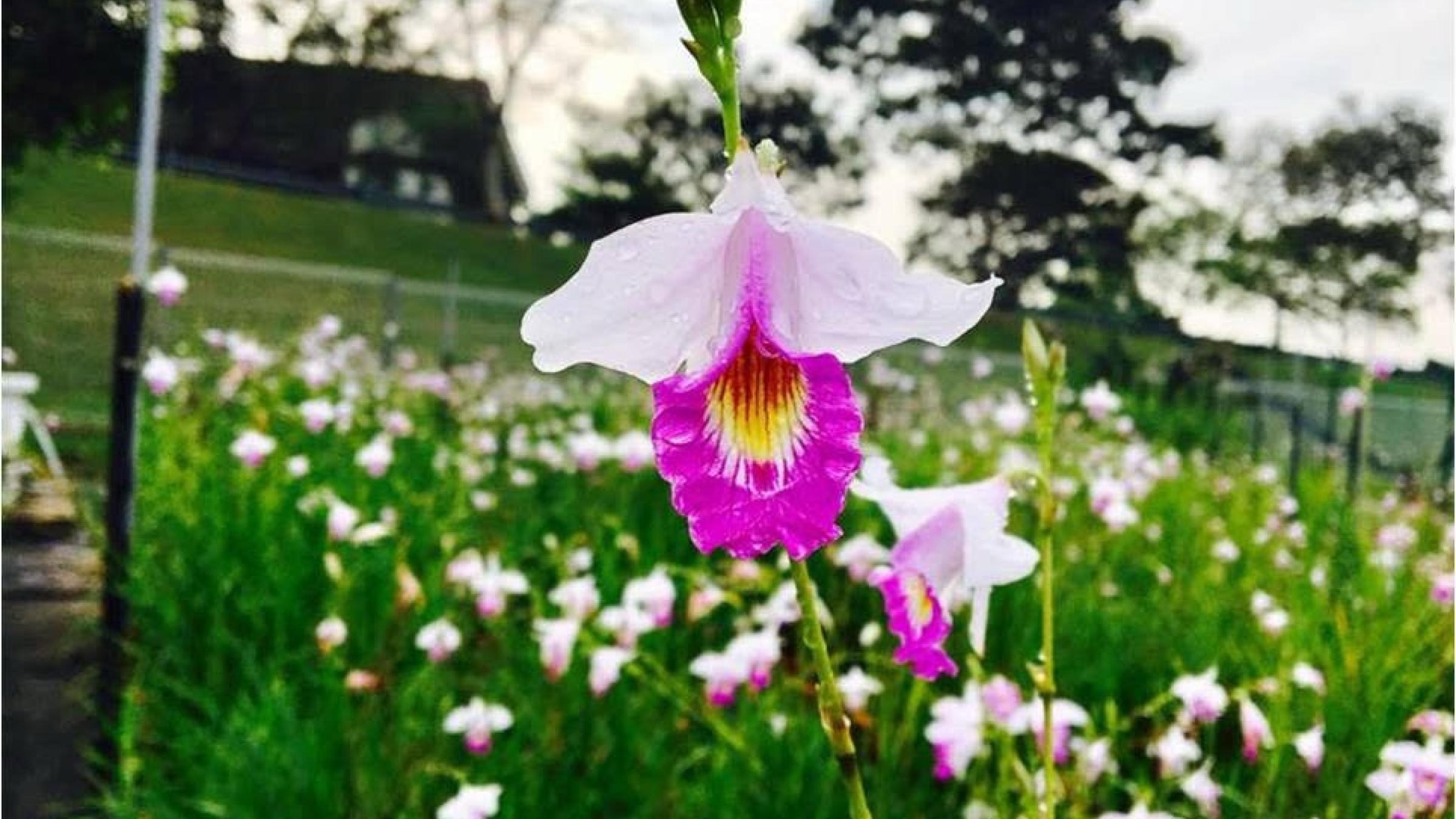 Petal Power: Malaysia’s Blossoming Yet Challenged Floriculture Industry