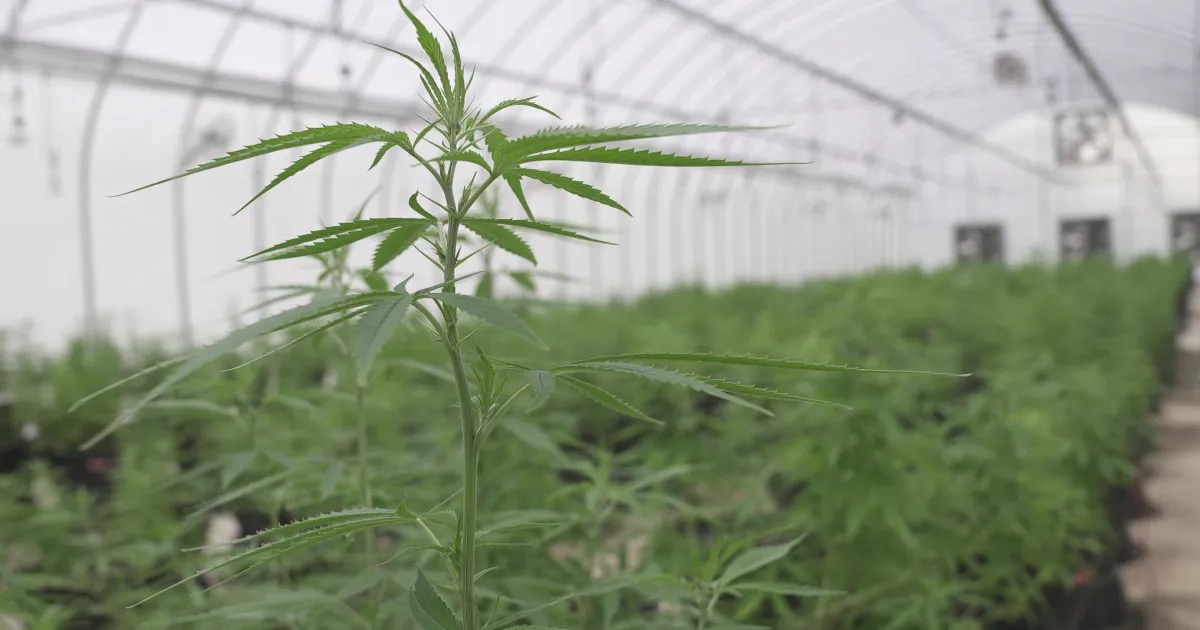 Thailand's Cannabis Policy Shift Sparks Division and Economic Uncertainty