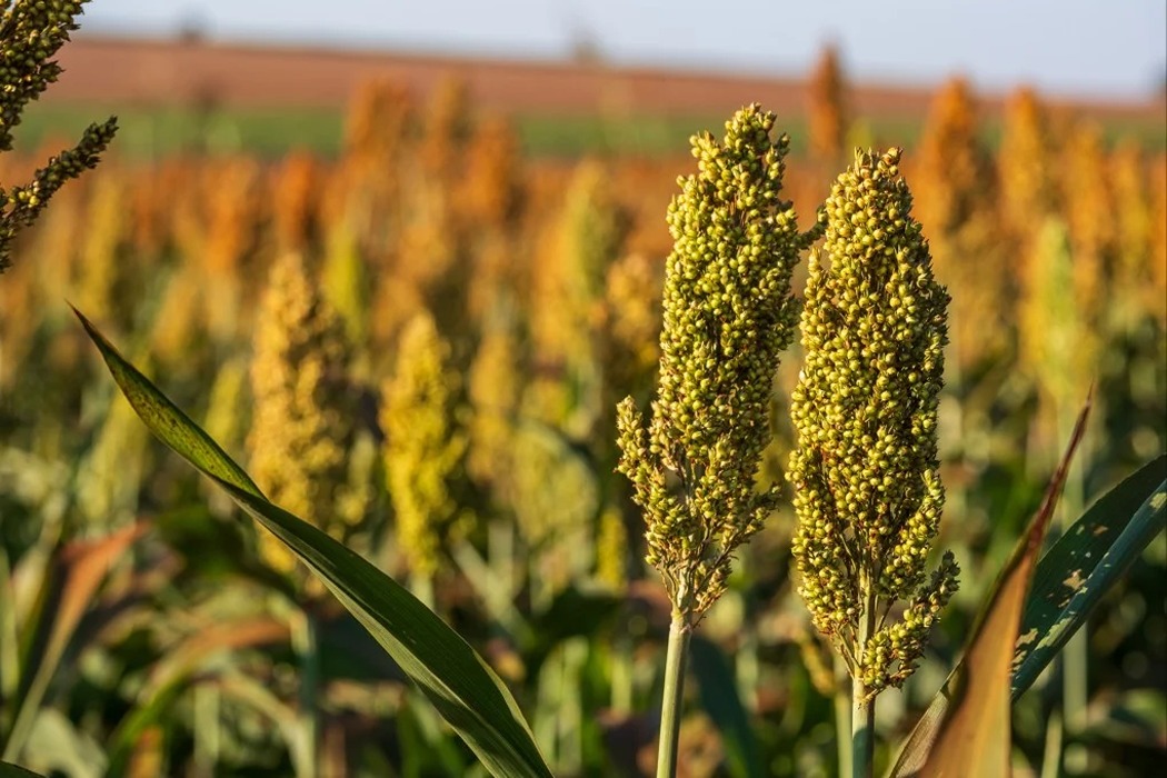 Argentina Tightens Sorghum Export Rules to Boost China Trade, Raising U.S. Concerns